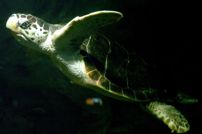 Un ejemplar de tortuga boba (caretta caretta) . Archivo EFE/José Huesca