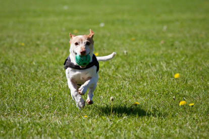 Imagen de archivo de un perro corriendo.