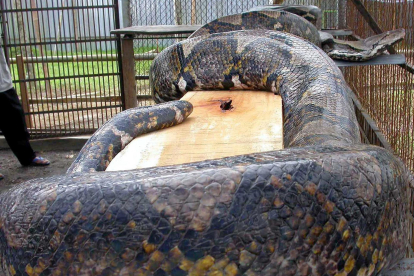 Fotografía de archivo de una serpiente pitón en un zoológico de la isla de Java, en Indonesia. EPA/VORDI PRIANTO
