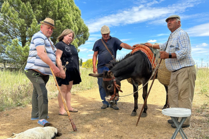 Una expedición de siete personas, más los perros y unos burros acompañan al rebaño en su andadura hasta los pastos de altura de León