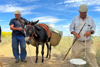 Una expedición de siete personas, más los perros y unos burros acompañan al rebaño en su andadura hasta los pastos de altura de León