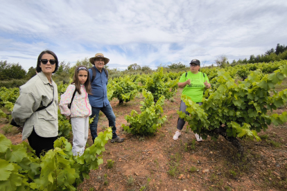 Asprona ha apadrinado media hectárea de viñedo en el paraje La Grisuela, de la mano de la bodega 13 Viñas.