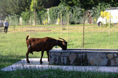 La cabra reclamando su derecho al agua en el abrevadero de San Andrés.