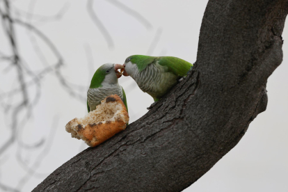 Dos cotorras argentinas comparten un trozo de pan en la rama de un árbol en Madrid, en una imagen de archivo. EFE/ Mariscal