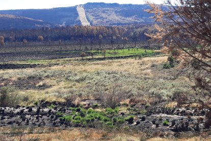 Fotografía de archivo de la zona quemada del incendio forestal que hace dos años arrasó la Sierra de la Culebra de Zamora. EFE/Mariam A. Montesinos