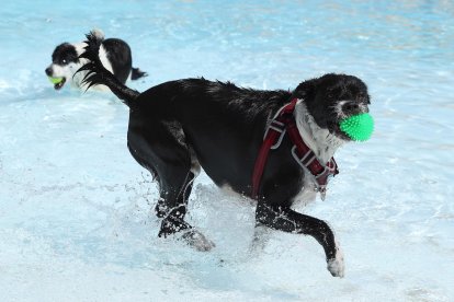 Fotografía de archivo de varios perros en una piscina. EFE/Kiko Huesca