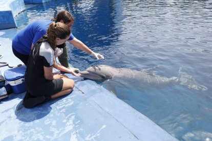 La Fundación Oceanogràfic de València estudia la fisiología de los vertebrados marinos a partir de mediciones a delfines con espirómetros avanzados y adaptados a las diferentes especies en forma de seta o ramo de flores, con la finalidad de protegerlos de los impactos ambientales del cambio climático. En la imagen trabajan con uno de los animales entrenados en el delfinario del Oceanogràfic de València. EFE/Miguel Ángel Polo