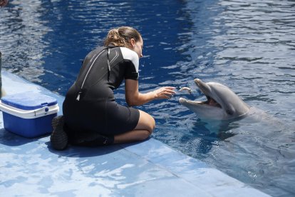 La Fundación Oceanogràfic de València estudia la fisiología de los vertebrados marinos a partir de mediciones a delfines con espirómetros avanzados y adaptados a las diferentes especies en forma de seta o ramo de flores, con la finalidad de protegerlos de los impactos ambientales del cambio climático. En la imagen trabajan con uno de los animales entrenados en el delfinario del Oceanogràfic de València. EFE/Miguel Ángel Polo