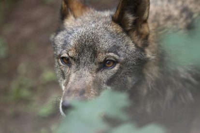 Un lobo Ibérico en una imagen de archivo. EFE/ J.L.Cereijido