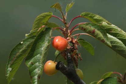 Cerezas en la zona de Horta esta mañana