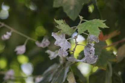 Efectos de una enfermedad en la vegetación.