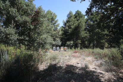 El cuerpo del joven apareció en una zona de pinos próxima a unos colmenares.