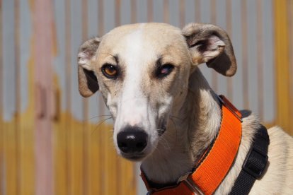 Robin, el galgo que busca su 'Batman' particular