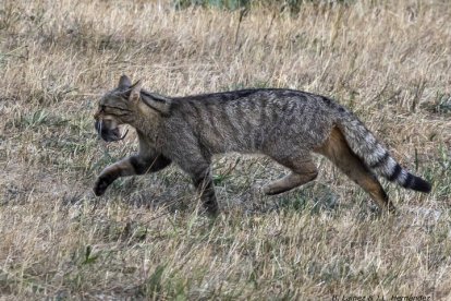 Imagen de un gato montés en una pradera.