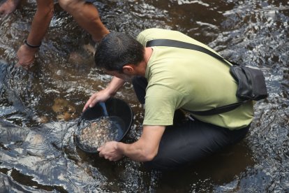 La Fundación Cultura minera de Torre del Bierzo organiza un bateo de oro en el río Tremor a su paso por Torre del Bierzo.