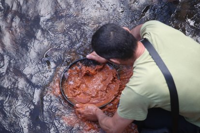 La Fundación Cultura minera de Torre del Bierzo organiza un bateo de oro en el río Tremor a su paso por Torre del Bierzo.