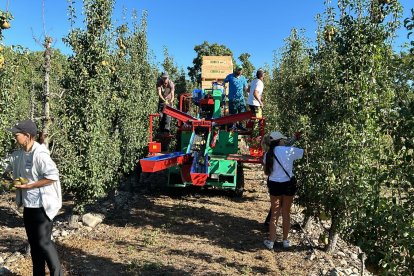 Una de la cuadrillas de trabajadores en una parcela de pera conferencia en El Bierzo.