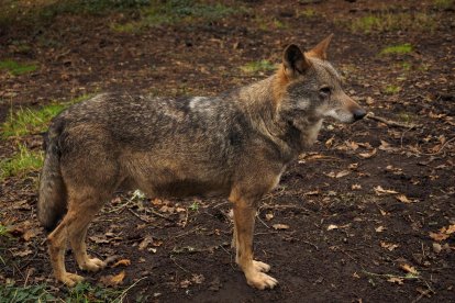 Ejemplar macho de Lobo Ibérico. EFE/ Eliseo Trigo