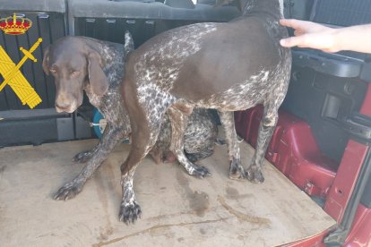 Perros de la raza braco alemán recuperados por la Guardia Civil.