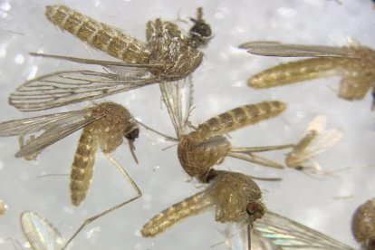 Imagen al microscopio de mosquitos capturados en la provincia de Sevilla para determinar si están infectados del virus del Nilo. EFE/Fermín Cabanillas