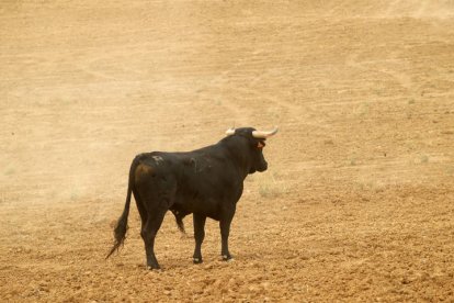 El sur de la provincia vuelve a demostrar su gran afición taurina.