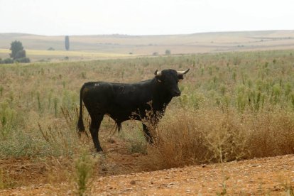 El sur de la provincia vuelve a demostrar su gran afición taurina.