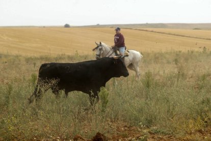 El sur de la provincia vuelve a demostrar su gran afición taurina.