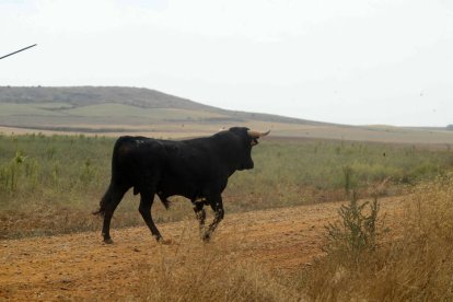 El sur de la provincia vuelve a demostrar su gran afición taurina.