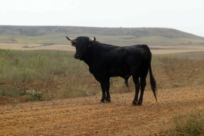 El sur de la provincia vuelve a demostrar su gran afición taurina.