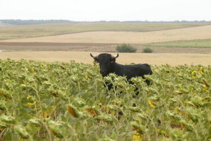 El sur de la provincia vuelve a demostrar su gran afición taurina.