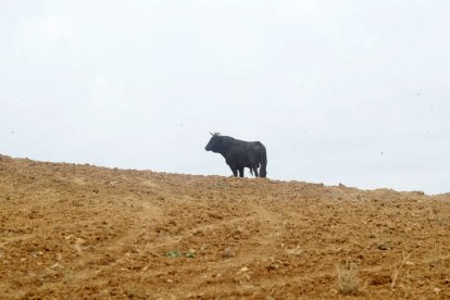 El sur de la provincia vuelve a demostrar su gran afición taurina.