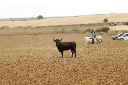 El sur de la provincia vuelve a demostrar su gran afición taurina.