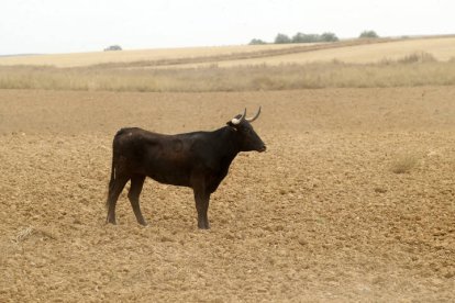 El sur de la provincia vuelve a demostrar su gran afición taurina.