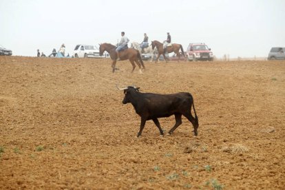 El sur de la provincia vuelve a demostrar su gran afición taurina.