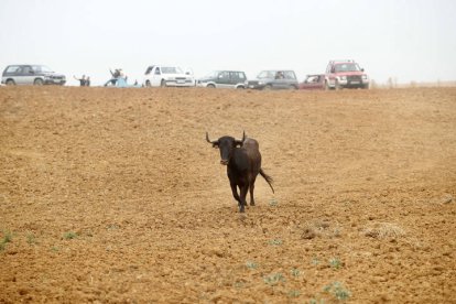 El sur de la provincia vuelve a demostrar su gran afición taurina.