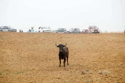 El sur de la provincia vuelve a demostrar su gran afición taurina.