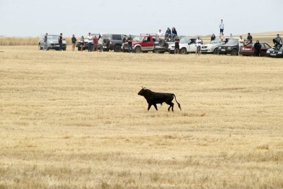 El sur de la provincia vuelve a demostrar su gran afición taurina.