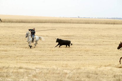 El sur de la provincia vuelve a demostrar su gran afición taurina.