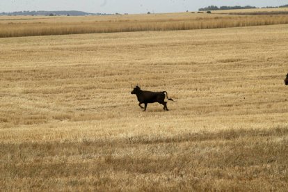 El sur de la provincia vuelve a demostrar su gran afición taurina.