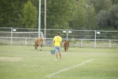 De nuevo en esta tercera edición de 'La Caca de la Vaca' de Quintana de Raneros se repartieron 2.000, 1.500 y 1.000 euros en metálico.