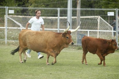 De nuevo en esta tercera edición de 'La Caca de la Vaca' de Quintana de Raneros se repartieron 2.000, 1.500 y 1.000 euros en metálico.