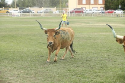 De nuevo en esta tercera edición de 'La Caca de la Vaca' de Quintana de Raneros se repartieron 2.000, 1.500 y 1.000 euros en metálico.