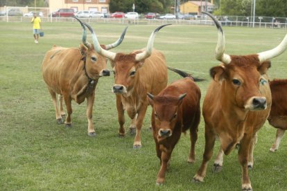 De nuevo en esta tercera edición de 'La Caca de la Vaca' de Quintana de Raneros se repartieron 2.000, 1.500 y 1.000 euros en metálico.