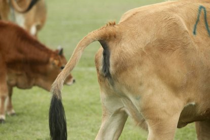 De nuevo en esta tercera edición de 'La Caca de la Vaca' de Quintana de Raneros se repartieron 2.000, 1.500 y 1.000 euros en metálico.