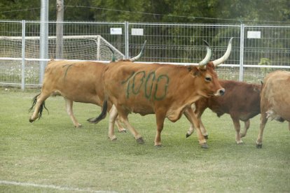 De nuevo en esta tercera edición de 'La Caca de la Vaca' de Quintana de Raneros se repartieron 2.000, 1.500 y 1.000 euros en metálico.