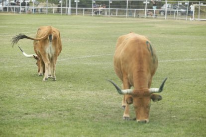 De nuevo en esta tercera edición de 'La Caca de la Vaca' de Quintana de Raneros se repartieron 2.000, 1.500 y 1.000 euros en metálico.