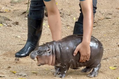 BANGKOK, 13/09/2024.- Con una cara adorable que parece sonreír y un carácter amistoso, un bebé hipopótamo pigmeo, una especie en peligro de extinción, se ha convertido en la estrella de un zoo cerca de Bangkok cautivando a los visitantes y se ha hecho famoso en las redes sociales. El bebé hipopótamo, bautizado con el nombre de Moo Deng (Cerdo Saltarín, en tailandés), es una hembra de tan solo dos meses, pero desde su nacimiento ha hecho que se doble el número de asistentes al zoo Khao Kheow, unos 110 kilómetros al este de Bangkok, según informa en su cuenta de Facebook el zoológico. EFE/ Zoo Khao Kheow *****SOLO USO EDITORIAL/SOLO DISPONIBLE PARA ILUSTRAR LA NOTICIA QUE ACOMPAÑA (CRÉDITO OBLIGATORIO) *****