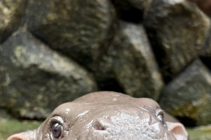 BANGKOK, 13/09/2024.- Con una cara adorable que parece sonreír y un carácter amistoso, un bebé hipopótamo pigmeo, una especie en peligro de extinción, se ha convertido en la estrella de un zoo cerca de Bangkok cautivando a los visitantes y se ha hecho famoso en las redes sociales. El bebé hipopótamo, bautizado con el nombre de Moo Deng (Cerdo Saltarín, en tailandés), es una hembra de tan solo dos meses, pero desde su nacimiento ha hecho que se doble el número de asistentes al zoo Khao Kheow, unos 110 kilómetros al este de Bangkok, según informa en su cuenta de Facebook el zoológico. EFE/ Zoo Khao Kheow *****SOLO USO EDITORIAL/SOLO DISPONIBLE PARA ILUSTRAR LA NOTICIA QUE ACOMPAÑA (CRÉDITO OBLIGATORIO) *****