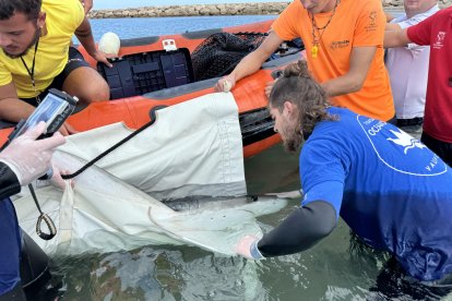 El tiburón azul o tintorera localizado el pasado domingo en la playa de Les Deveses, en Dénia (Alicante), apareció ayer, lunes, sin vida en la costa, a pesar de los esfuerzos del equipo de rescate de la Fundación Oceanogràfic, a través de la Red de Varamientos de la Comunitat Valenciana, Salvamento Marítimo y Cruz Roja por devolverlo al mar. EFE/ Fundación Oceanogràfic SÓLO USO EDITORIAL / SÓLO DISPONIBLE PARA ILUSTRAR LA NOTICIA QUE ACOMPAÑA (CRÉDITO OBLIGATORIO)