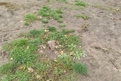 Árboles cortados en el pipican de la zona de El Corte Inglés, en la ZEC de la calle Padre Javier de Valladolid.